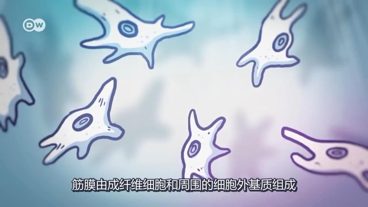 筋膜細胞
