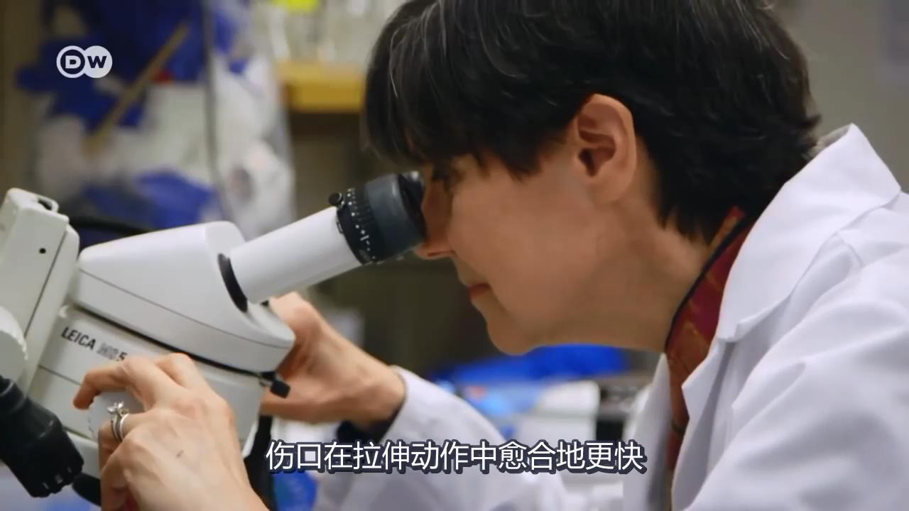 運動拉伸中的筋膜