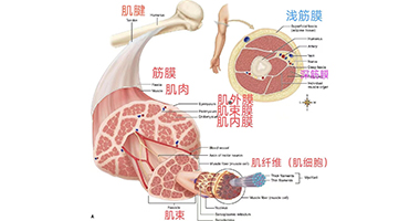 從肌肉、筋膜、關(guān)節(jié)解剖，啟發(fā)手法治療